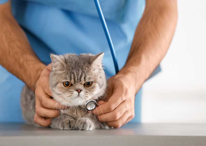 Carousel Slide 3: Cat veterinarians